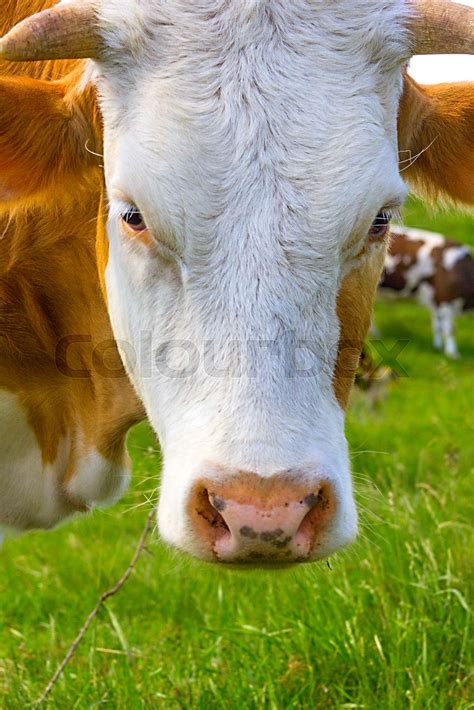 Cow face close-up | Stock image | Colourbox