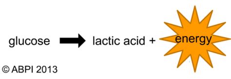 Anaerobic Respiration Equation | Teaching Resources