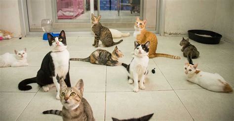 Indoor Cats For Adoption Near Me - Tabitomo