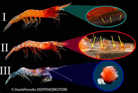 Study of shrimp eyes opens window into life in the deep sea | Coastal ...