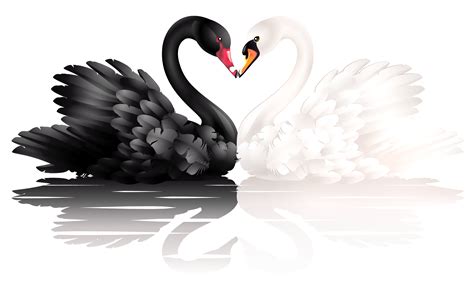 White and Black Swans with Heart Shape PNG Clipart. View full size ...