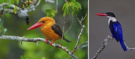 The Guide: Sundarbans Tiger Reserve | RoundGlass | Sustain