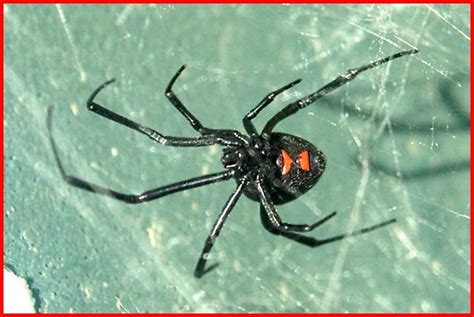 Northern Black Widow Spider (Latrodectus variolus) - Plant & Pest ...