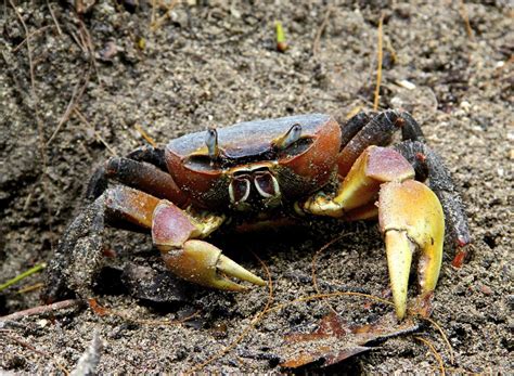 Mangrove Crabs: Types, main characteristics and importance