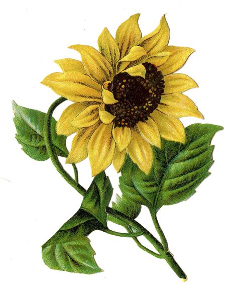 12+ Sunflower Images - Beautiful Pictures! - The Graphics Fairy