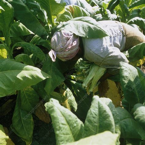 Harvesting tobacco - Stock Image - E768/0206 - Science Photo Library