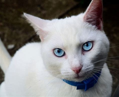 Are Solid White Cats With Blue Eyes Deaf - Funny Cats