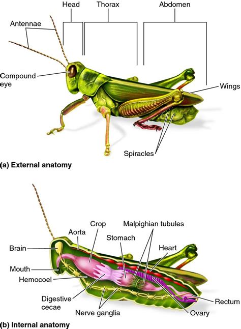 35 Diagram Of A Grasshopper With Label - Labels Database 2020