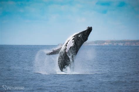 SeaBookings - When to go whale watching in the Azores