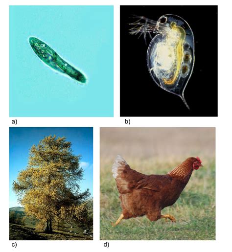 3.7 Cells – The Evolution and Biology of Sex