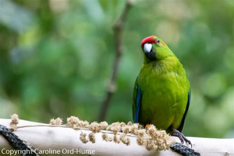 Zealandia Wildlife Sanctuary Wellington Karori Urban Ecosanctuary New ...