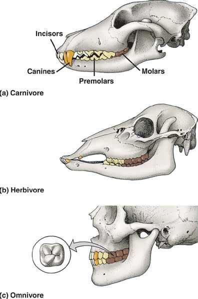 Omnivore Teeth Diagram