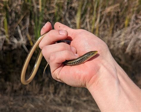 Island Glass Lizard in October 2023 by Tommy Hamrick · iNaturalist