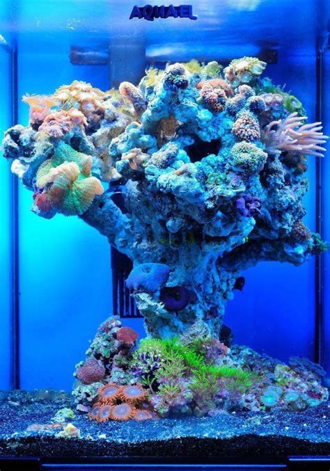 Interesting rock-scape reef | Marine fish tanks, Aquarium fish tank ...