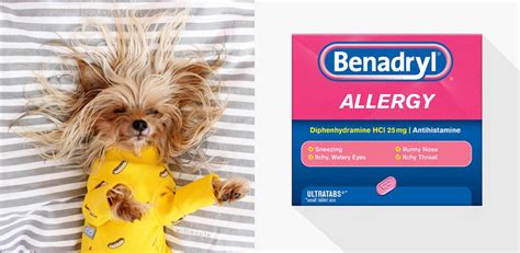 Is Benadryl safe for dogs? Yes - used right. | ABOUT MORKIES