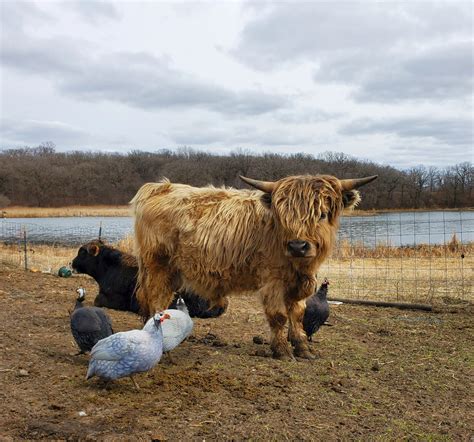 Miniature Highland Cows