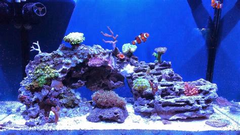 Live Rock Aquascaping Ideas