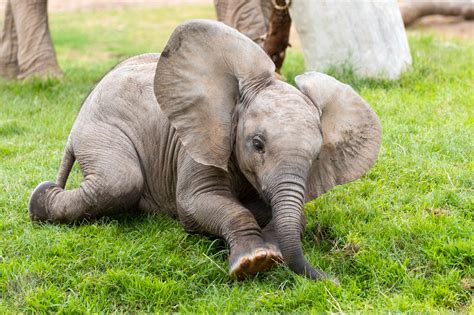 Take a Closer Look at Elephants’ Toes! | Reid Park Zoo