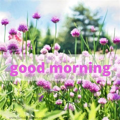 Good Morning With Fresh Pink Flowers