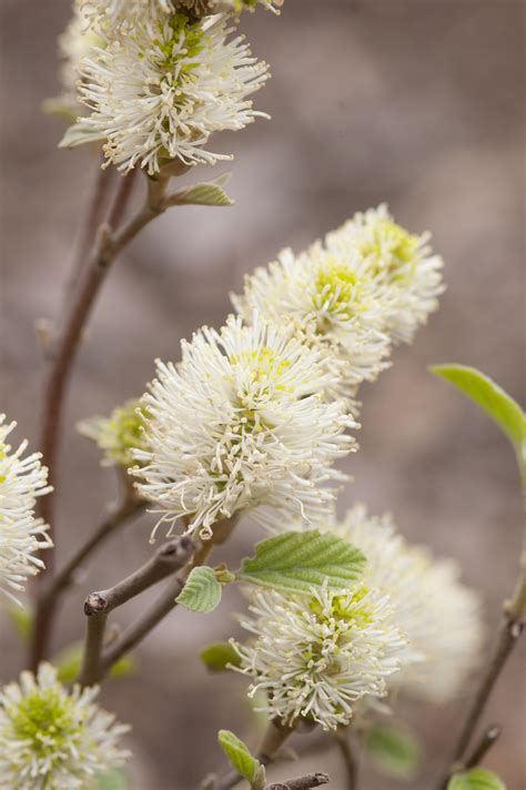 Blue Shadow Fothergilla - Plant Library - Pahl's Market - Apple Valley, MN