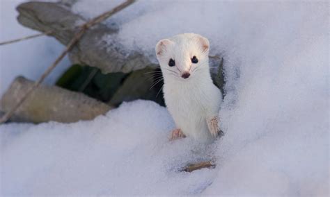 Stoat_Wear It Wild_10_1_2015 | Photos | WWF