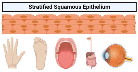 Describe the Structure of Stratified Squamous Epithelium