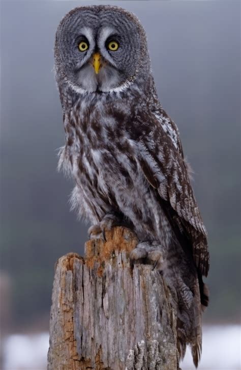 Free Images : gray owl, animal, fauna, great grey owl, vertebrate ...