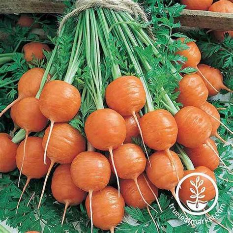 13 of the Best Carrot Varieties to Grow at Home | Gardener's Path