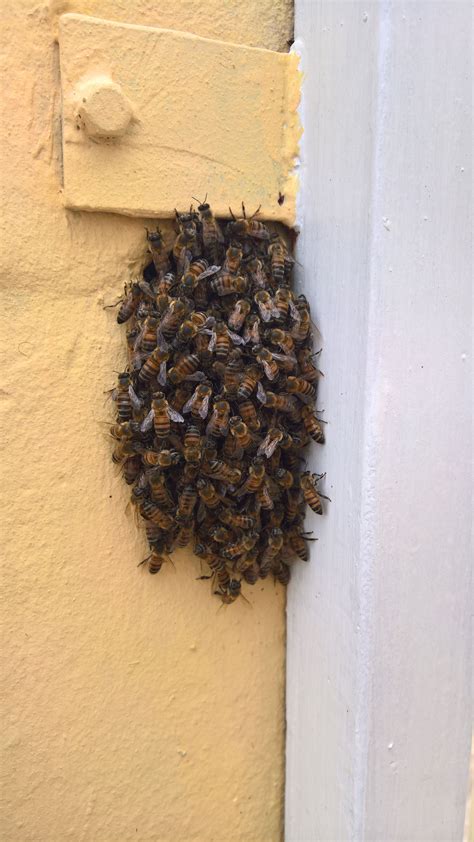 Bee removal in Johannesburg Bee sin a hole inthe wall | Bee removal ...