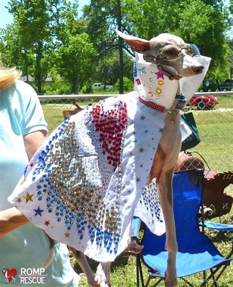 38 Italian Greyhound Halloween Costumes -ROMP Italian Greyhound Rescue ...