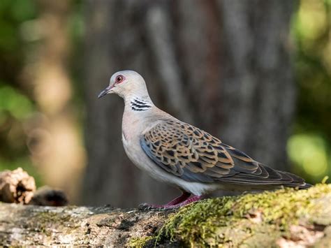 Turtle Dove Bird Facts (Streptopelia turtur) | Birdfact