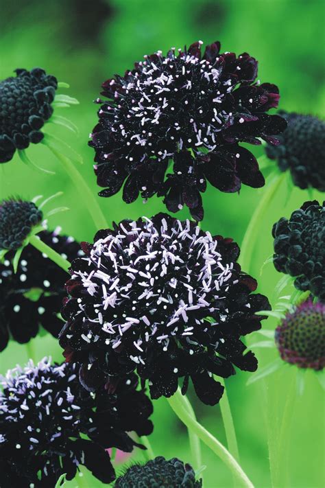 SCABIOSA atropurpurea Black Knight Normal (clean) seed - Muller Seeds