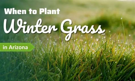 Get the Perfect Timing: Planting Winter Rye Grass Made Simple - Outside ...