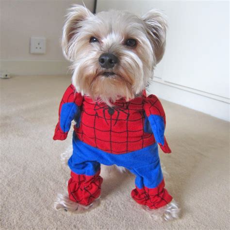 9 Funny Halloween Costumes for Dogs - Petswelcome.com