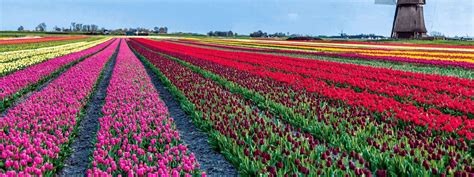 Netherlands: 5-day Tulip Tour | Boat Bike Tours