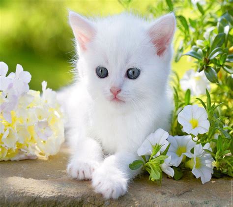 Beautiful White Cats Wallpapers - Top Free Beautiful White Cats ...