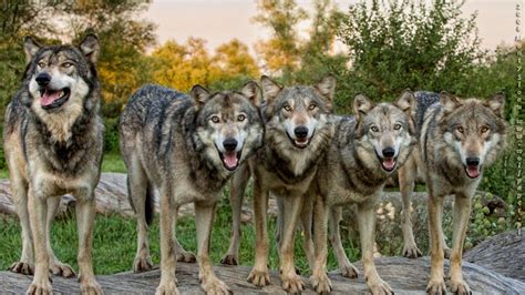 Wolf Pack Wallpaper 4K : Wallpapercave is an online community of ...