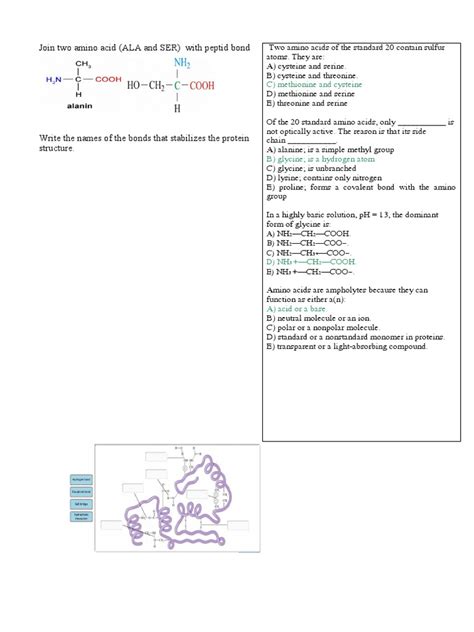 Test Amino Acid Biochemistry | PDF | Cysteine | Amino Acid