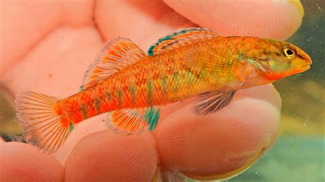 Maryland Biodiversity Project - Rainbow Darter (Etheostoma caeruleum)