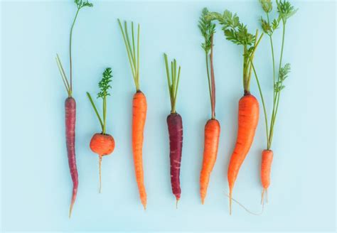 Carrot Types, Varieties, And Hybrids To Grow