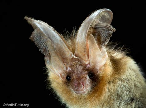 Inspiring Bat Conservation Through Photos - Merlin Tuttle's Bat ...