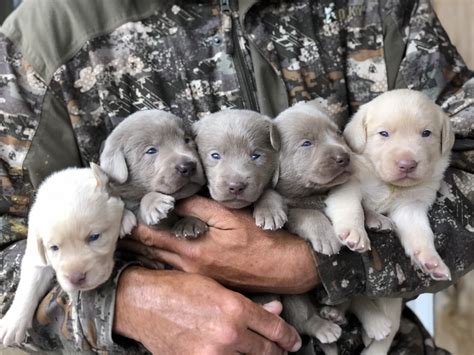 Silver Labrador Retriever Puppies for Sale - AKC Registered