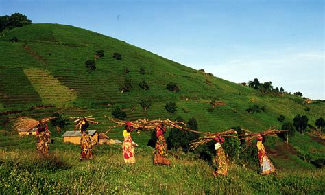 Congo Rain Forest and Basin | Places | WWF