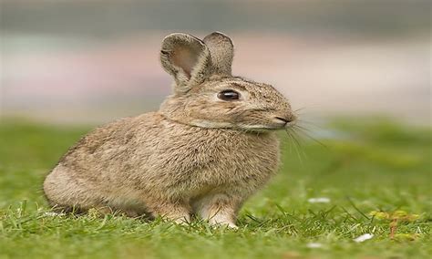 Invasive Species In Australia: Serious Threats To Australian ...