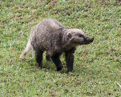 Hog Badger - Facts, Diet, Habitat & Pictures on Animalia.bio