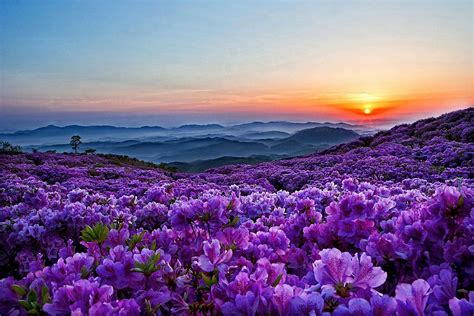 Spring Serenity: HD Wallpaper of Purple Flowers in Mountain Bliss