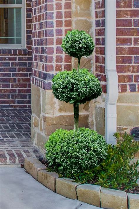 Buxus Sempervirens Topiary