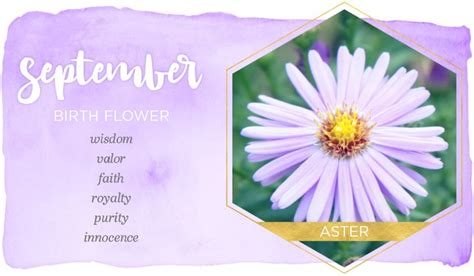 what is the flower for month of september - Barrie Schaffer