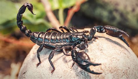 Scorpion Venom: The Newest Treatment for a Deadly Cancer - NFCR