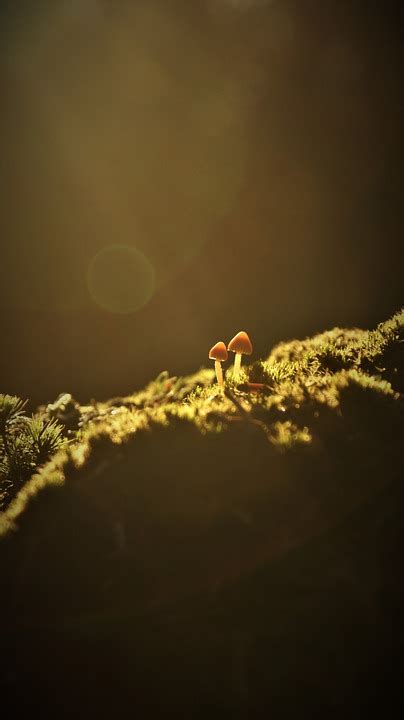 Sunrise Mushroom Moss Forest - Free photo on Pixabay - Pixabay